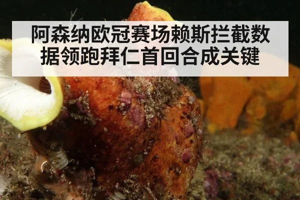 阿森纳欧冠赛场赖斯拦截数据领跑拜仁首回合成关键